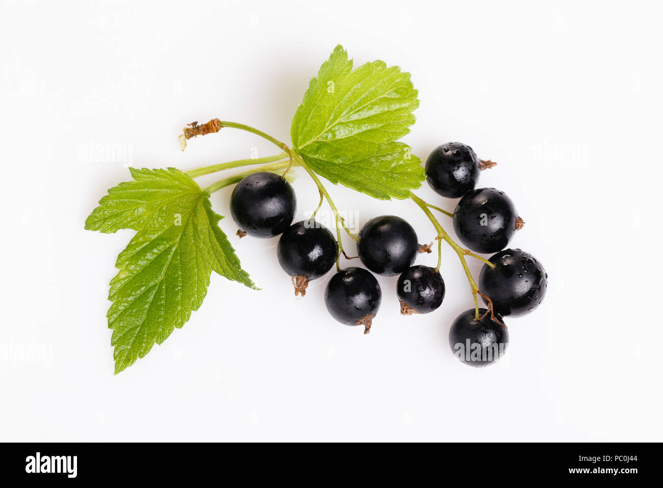 Black currant and leaves isolated. Collection Stock Photo