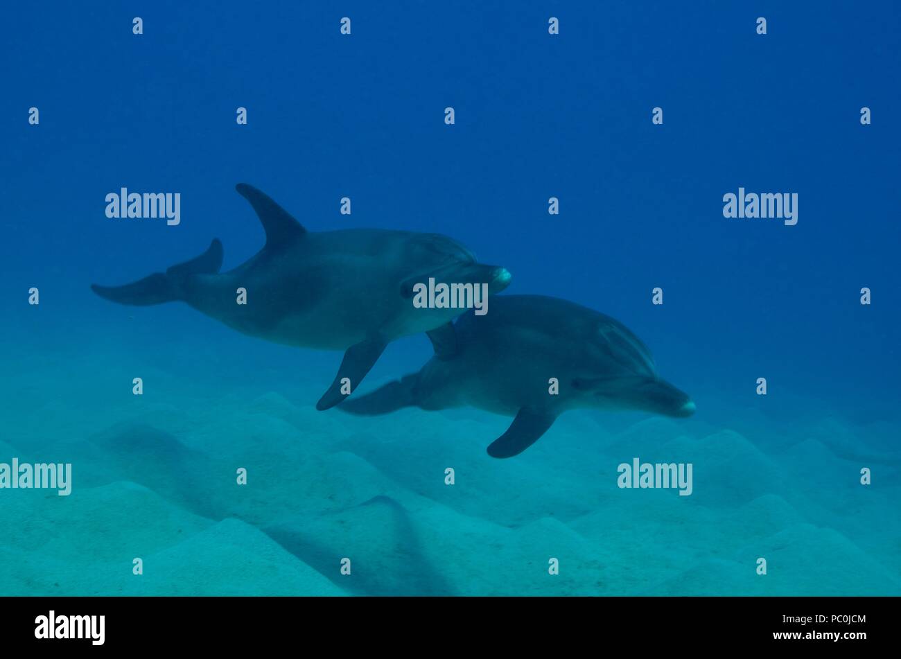 Indo-Pacific bottlenose dolphin, Indopazifischer Großer Tümmler, Tursiops aduncus, Coraya Beach, Marsa Alam, Egypt, Ägypten, Red Sea, Rotes Meer Stock Photo