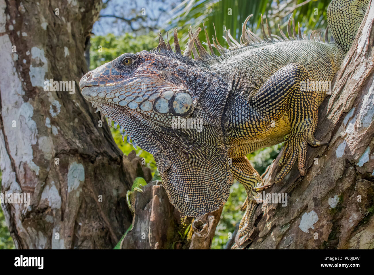 Close Up Profile Iguana in Tree Stock Photo