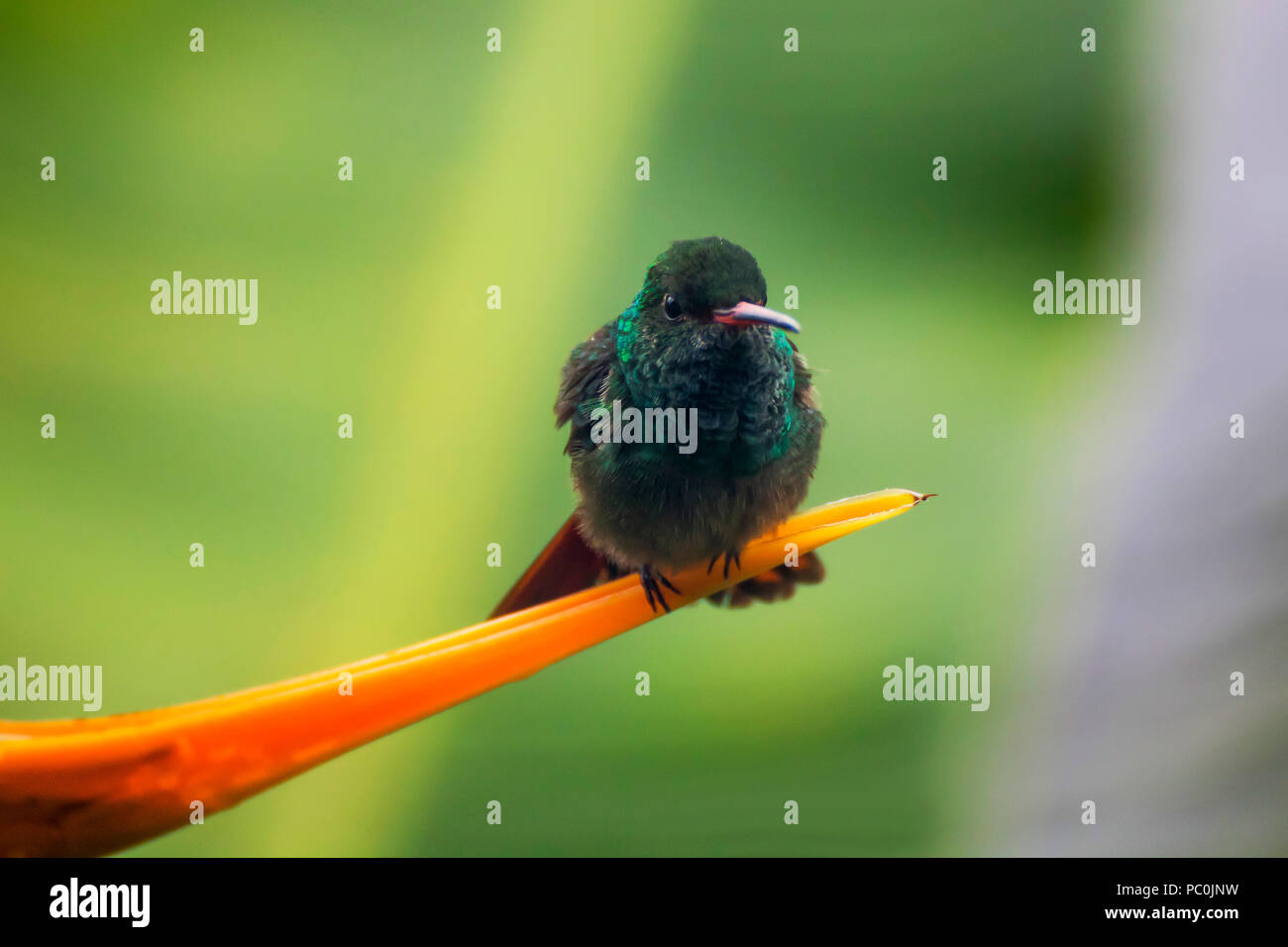 Tiny Fluffy Hummingbird in Tip of Orange Bird of Paradise Flower Stock Photo