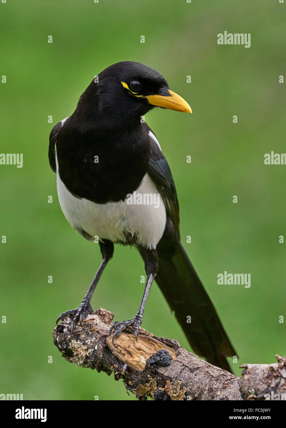 Yellow-billed Magpie (Pica nuttalli), Sacramento County California ...