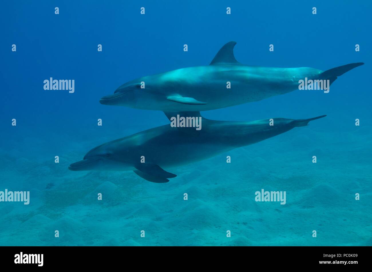 Indo-Pacific bottlenose dolphin, Indopazifischer Großer Tümmler, Tursiops aduncus, Coraya Beach, Marsa Alam, Egypt, Ägypten, Red Sea, Rotes Meer Stock Photo