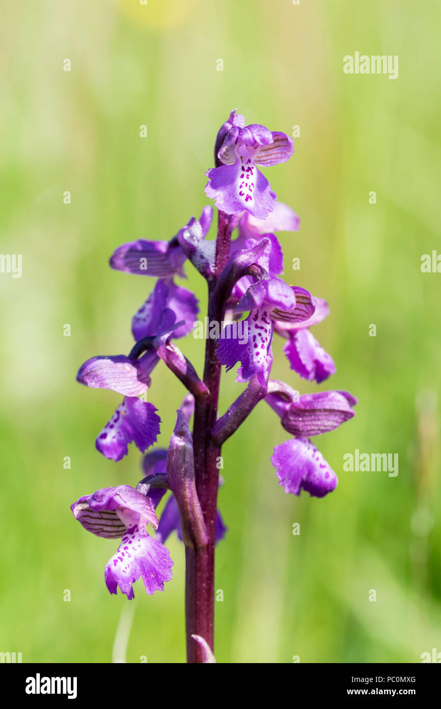 Green winged Orchid or Green veined Orchid Orchis morio Stock Photo