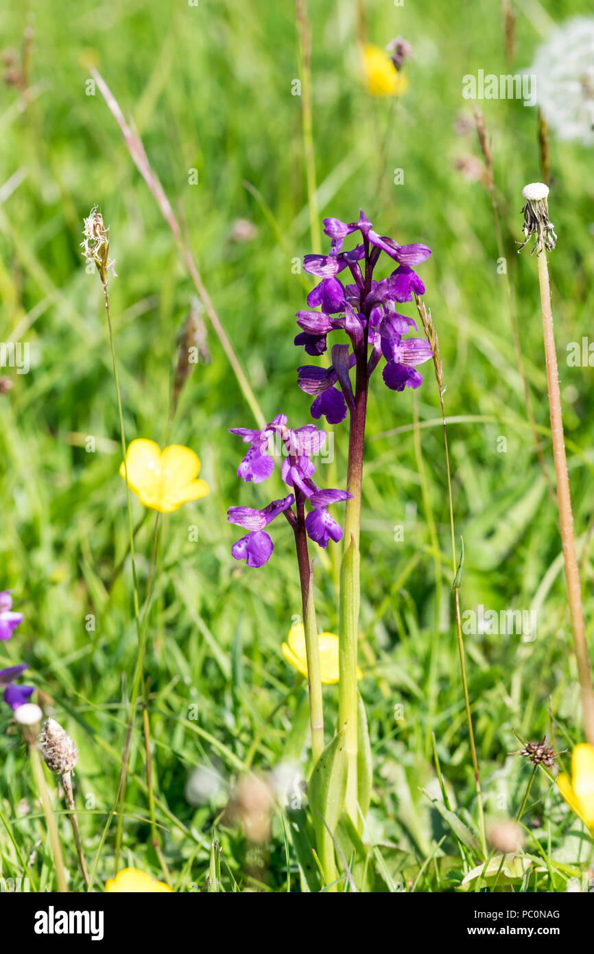 Green winged Orchid or Green veined Orchid Orchis morio Stock Photo