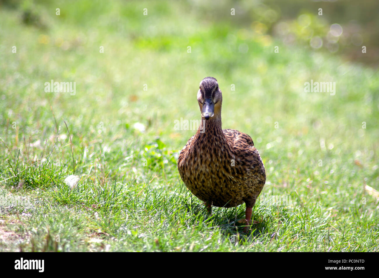 DE - Baden-Wurttemberg : The walking duck Stock Photo