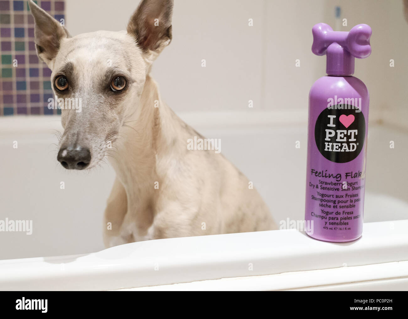 Brindle whippet dog in bath with bottle of dog shampoo Stock Photo