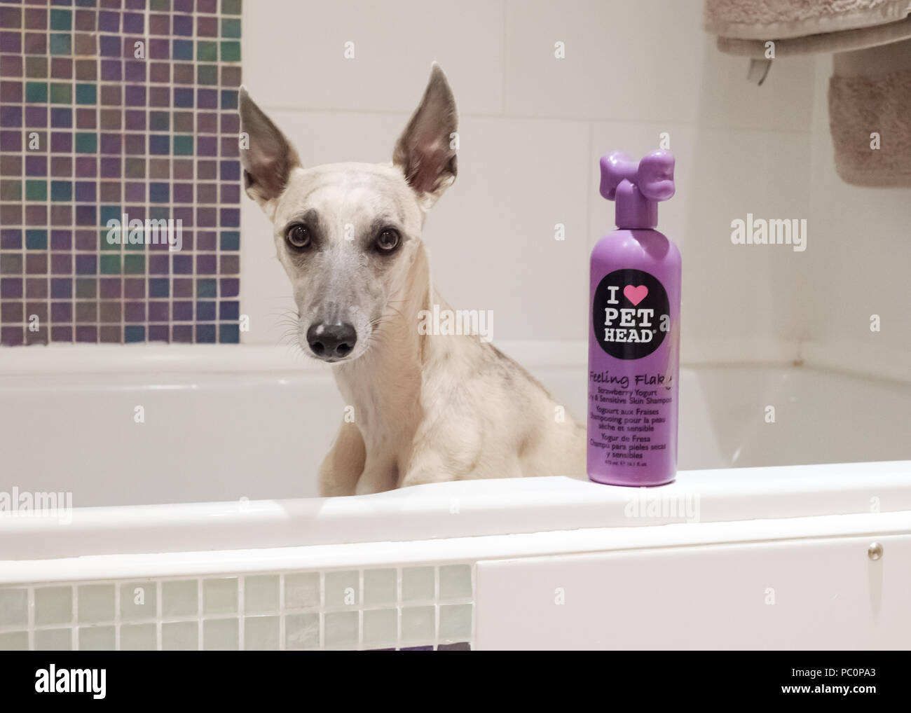 Brindle whippet dog in bath with bottle of dog shampoo Stock Photo