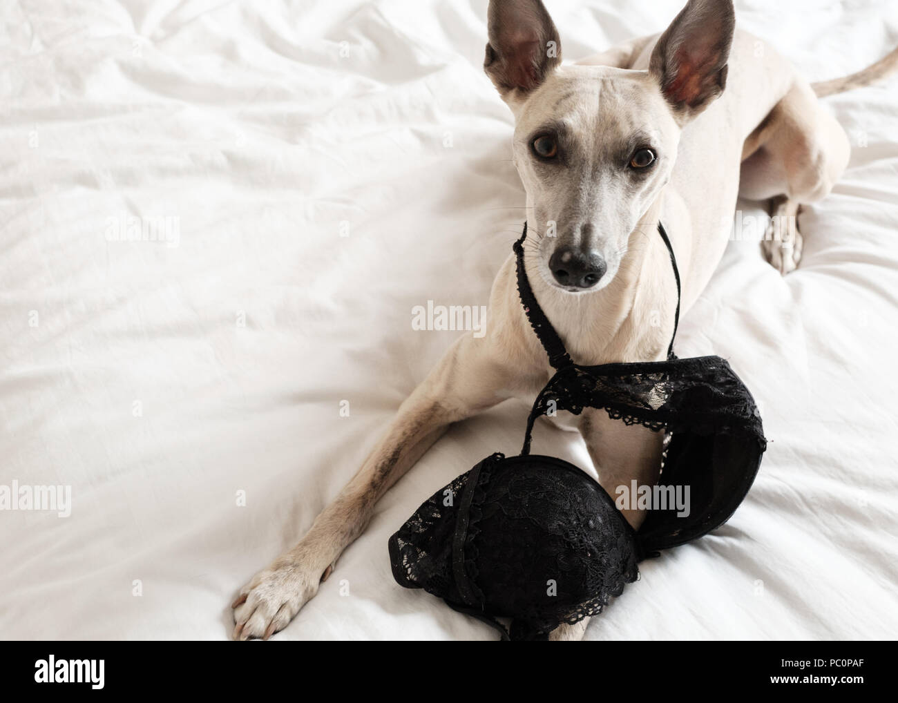 Dog looking guilty after stealing and chewing underwear Stock Photo