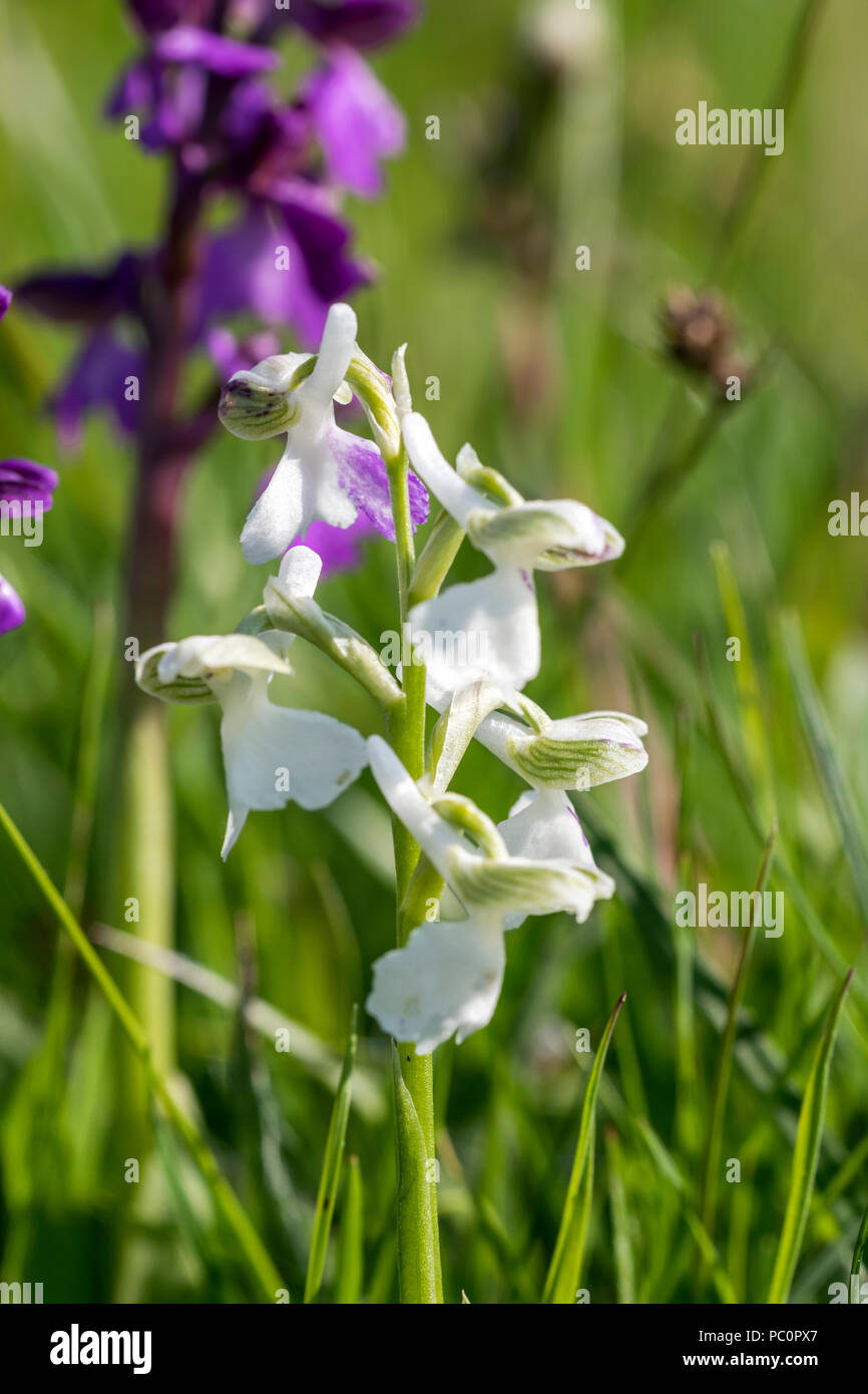 Green winged Orchid or Green veined Orchid Orchis morio in the Albino form Stock Photo