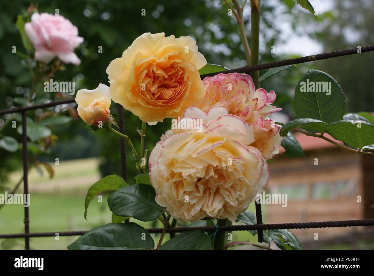 The climbing rose “Crown Princess Margareta” in a lovely shade of apricot-orange  Stock Photo - Alamy