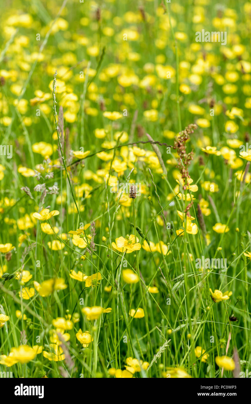 Common native buttercup Ranunculus acris Stock Photo