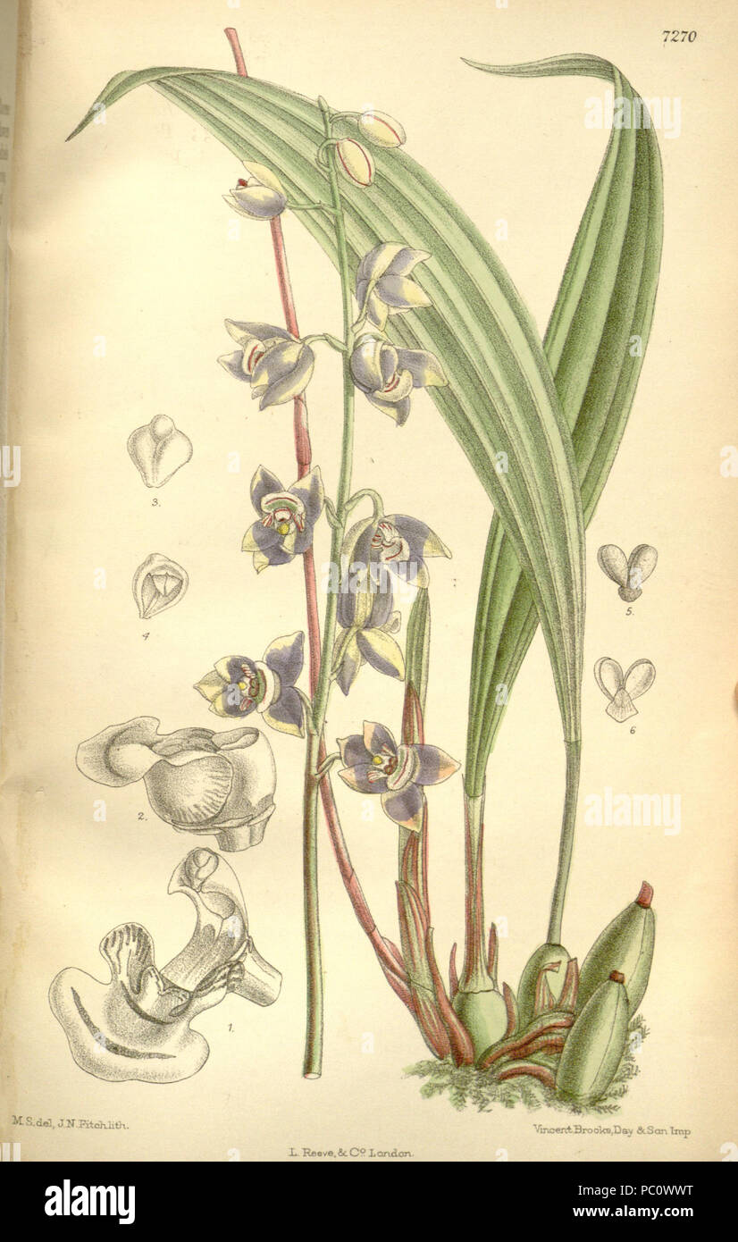344 Koellensteinia ionoptera (as Aganisia ionoptera) - Curtis' 118 (Ser. 3 no. 48) pl. 7270 (1892) Stock Photo