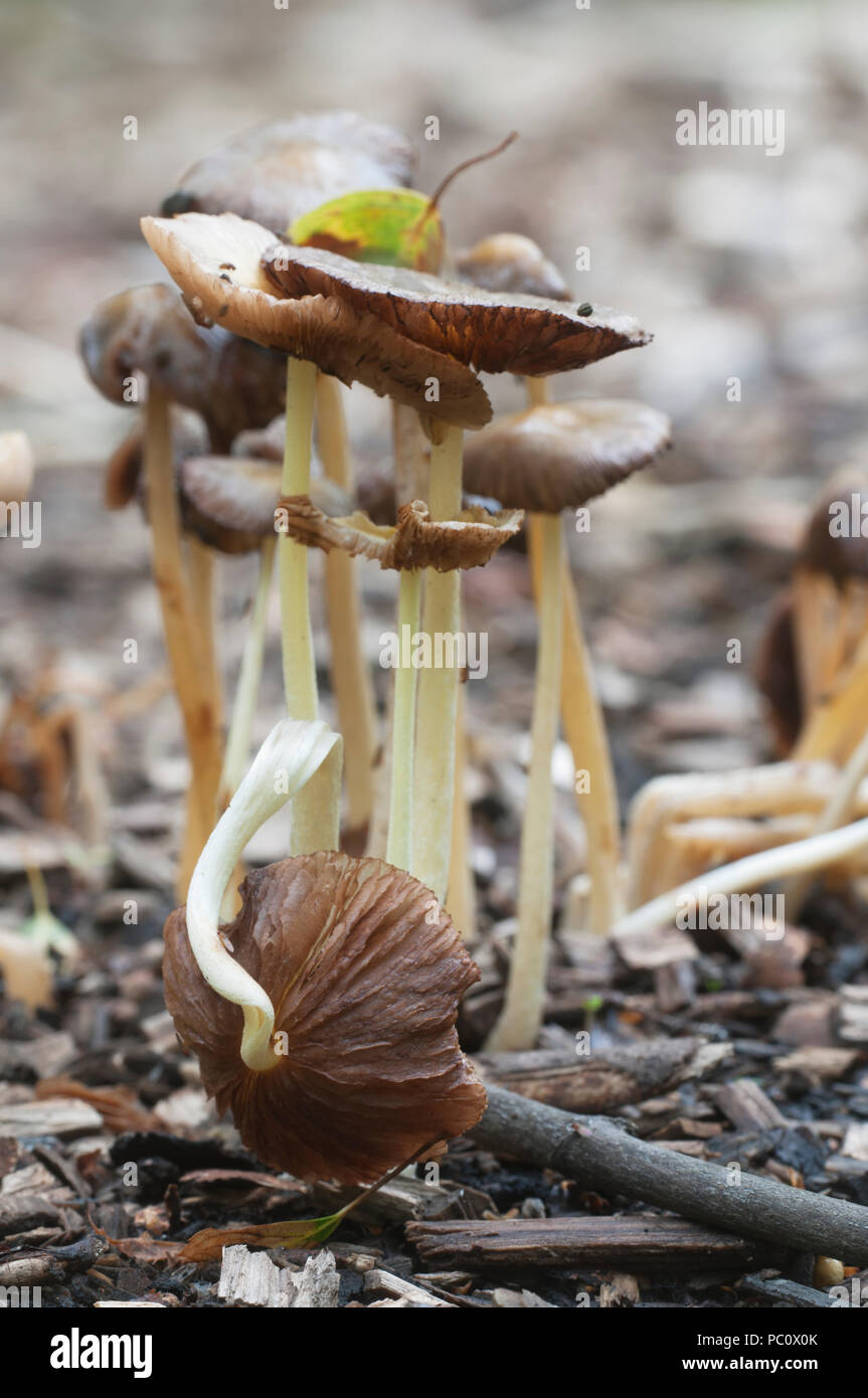 Bolbitius vitellinus mushrums on a forest soil, close up Stock Photo