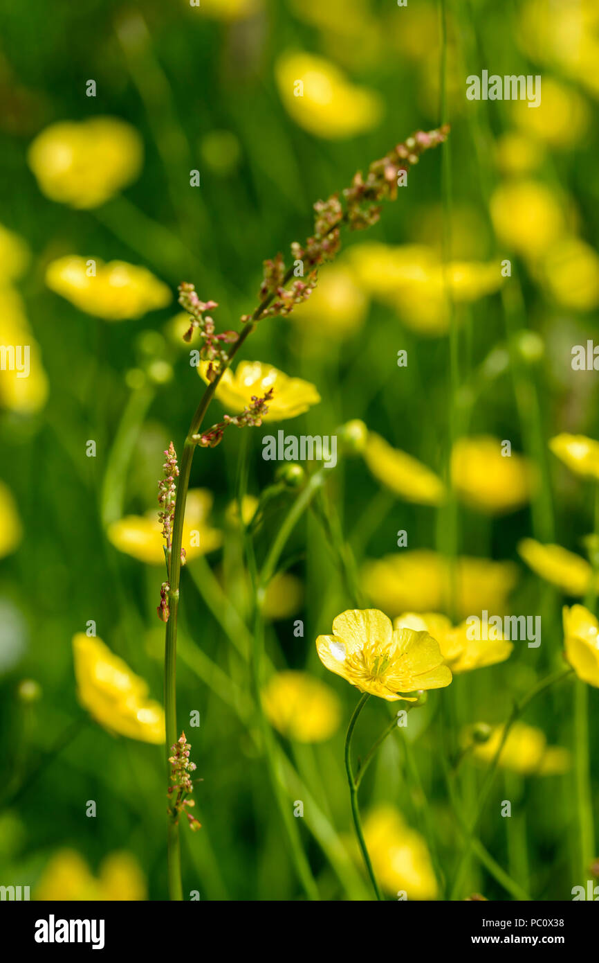 Common native buttercup Ranunculus acris Stock Photo