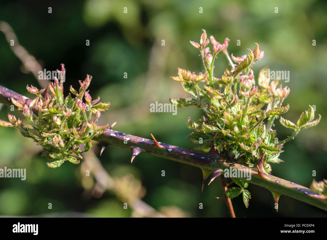 Bramble or Blackberry Rubus fruticosus spring growth off shoots Stock Photo