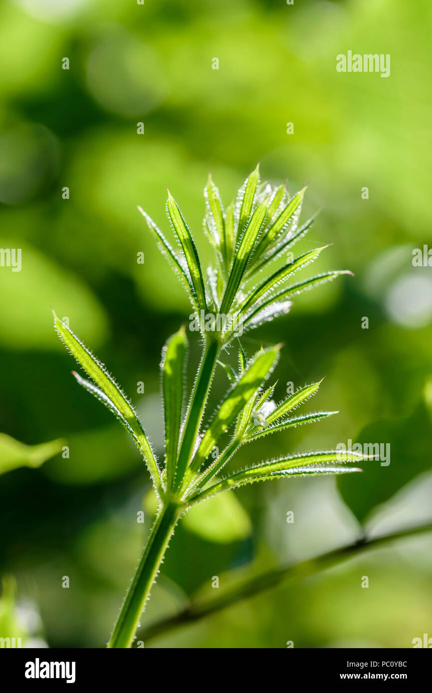 Goosegrass, Cleavers or Sticky Willie Galium aparine Stock Photo Alamy