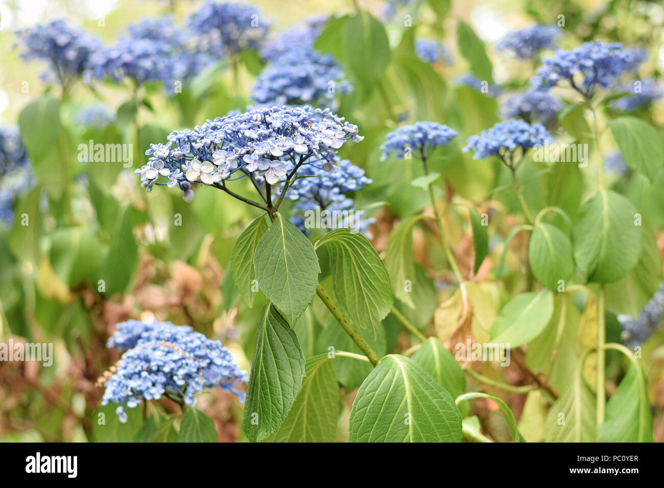 Hydrangea plant with wilting drooping leaves Stock Photo