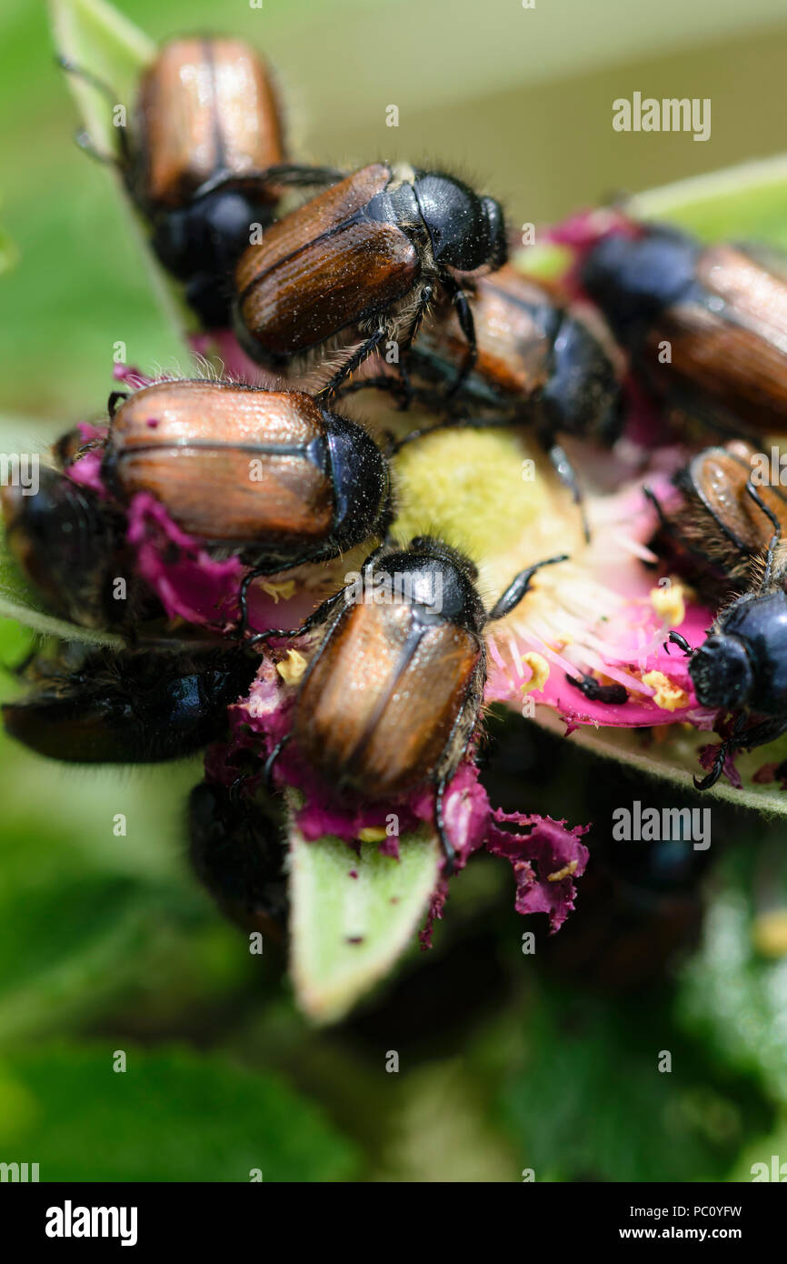 Garden Chafer beetles Phyllopertha horticolor  feeding on a Dog Rose flower Stock Photo