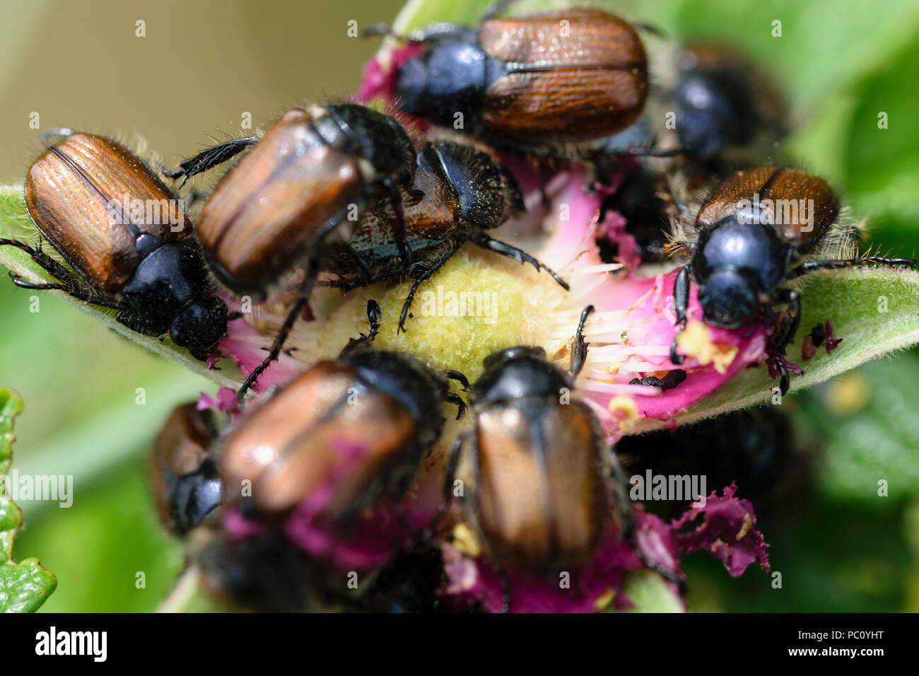 Garden Chafer beetles Phyllopertha horticolor  feeding on a Dog Rose flower Stock Photo