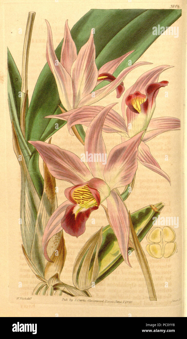 357 Laelia anceps - Curtis' 67 (N.S. 14) pl. 3804 (1841) Stock Photo
