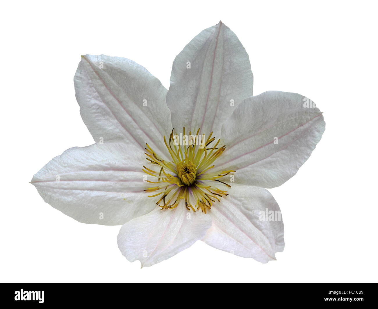 Closeup clematis flower isolate Stock Photo - Alamy