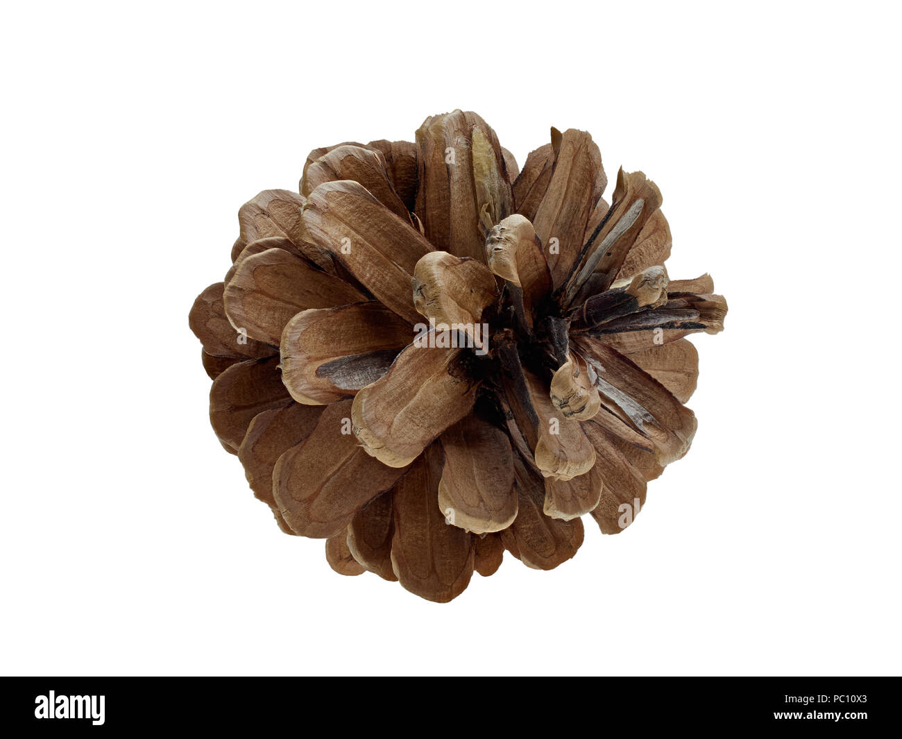 Pine cone isolated on white background Stock Photo - Alamy