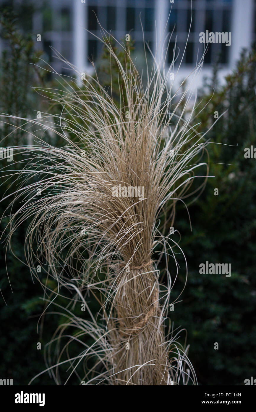 Heap of paddy straw hi-res stock photography and images - Alamy