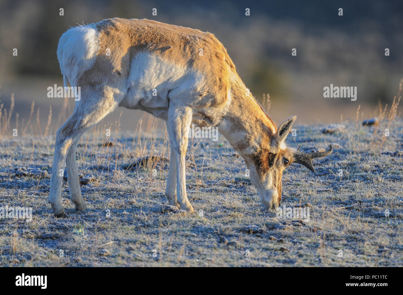 Pronghorn in Yellowstone National Park in winter. Pronghorn are distinct species, not antelope, even though they are often called Pronghorn antelope. Stock Photo
