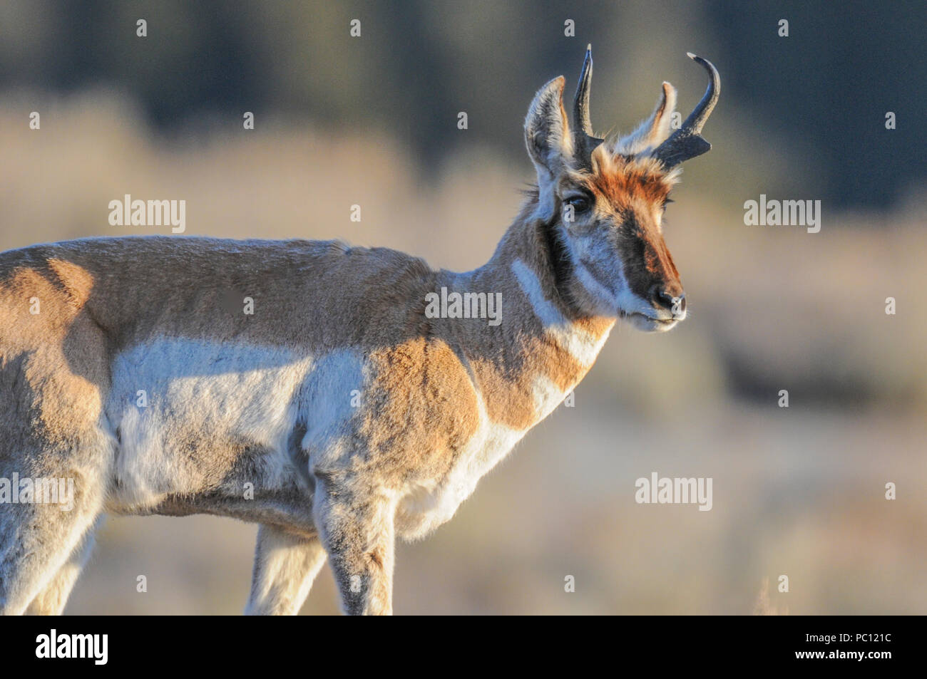 Pronghorn in Yellowstone National Park in winter. Pronghorn are distinct species, not antelope, even though they are often called Pronghorn antelope. Stock Photo