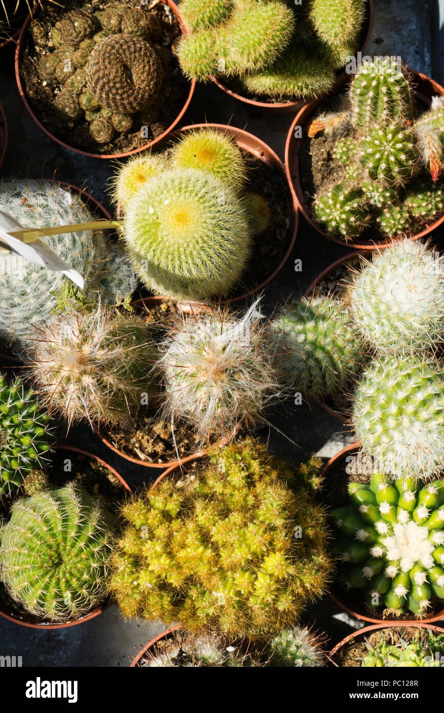 Cacti and succulent plants overhead view Stock Photo Alamy