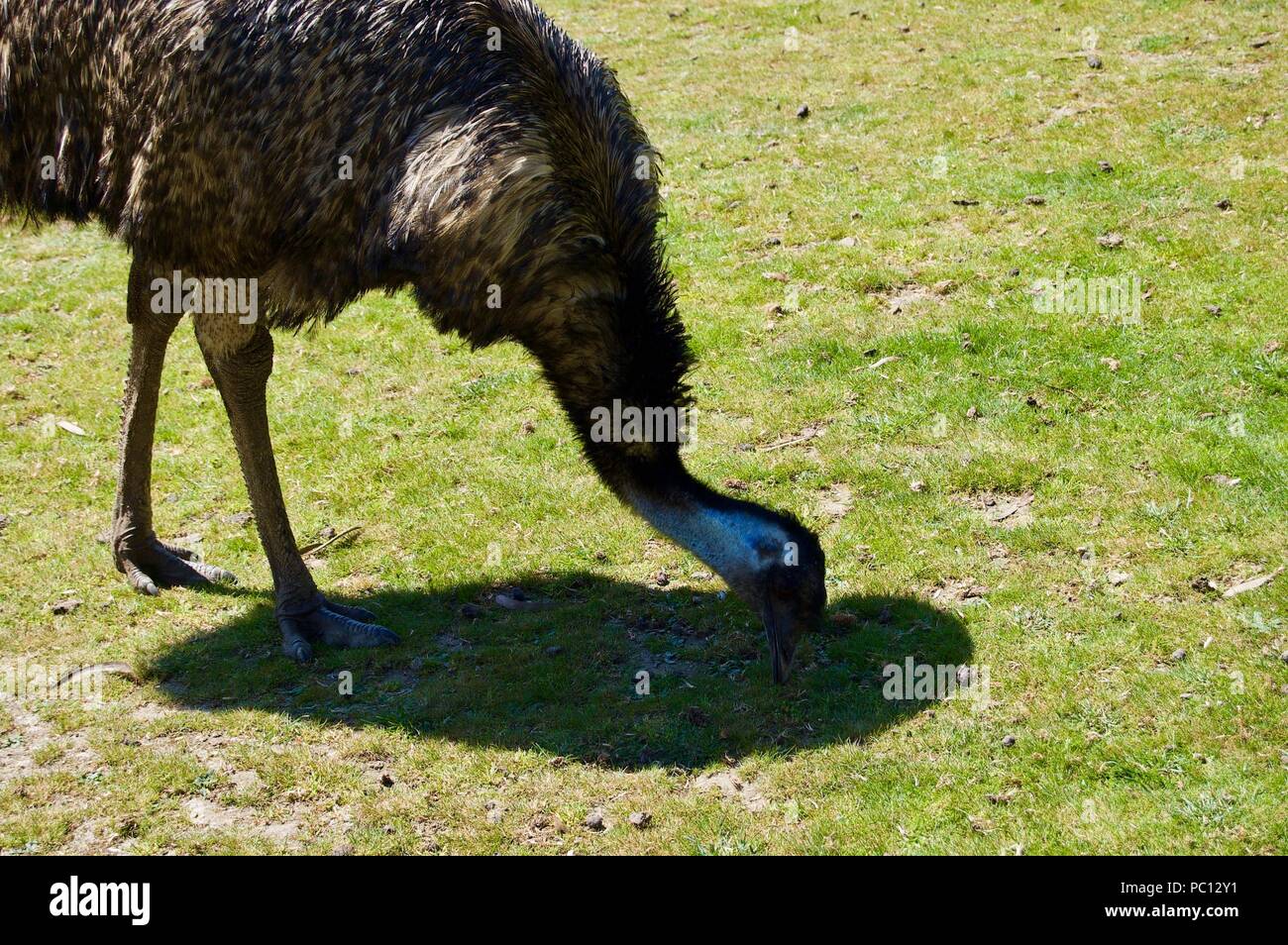 Australian Wildlife: Beautiful and curious brown emu close-up in a park in Victoria (Australia) close to Melbourne Stock Photo