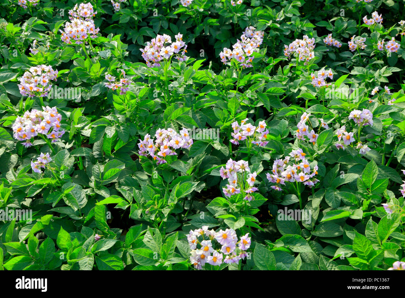 Potato, flower, detail, flowering, variety, close up Stock Photo
