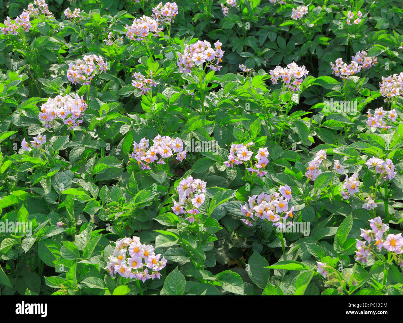 Potato, flower, detail, flowering, variety, close up, 'Maris Peer' Stock Photo