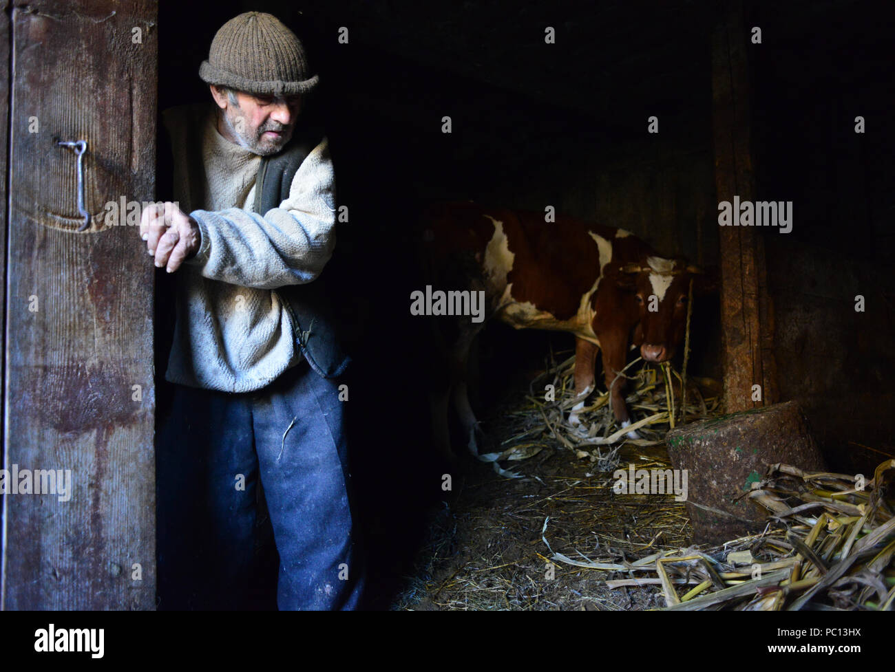 An old man near the cow shed door Stock Photo