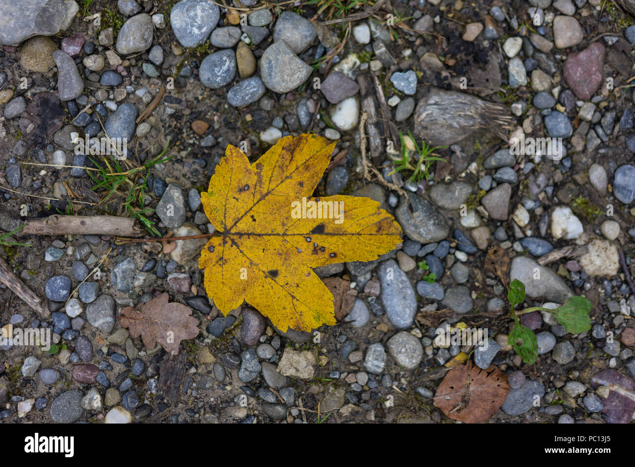 single yellow autumn leaf top view on forest path season Stock Photo ...