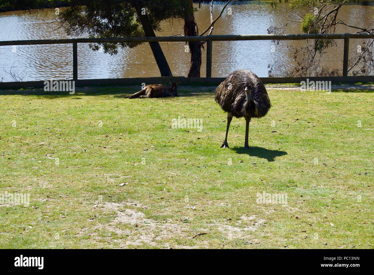 Australian Wildlife: Beautiful and curious brown emu close-up in a park in Victoria (Australia) close to Melbourne Stock Photo