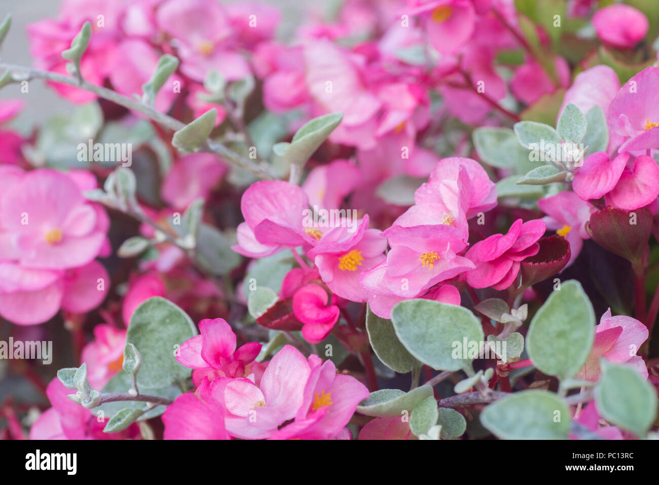 begonia pink flowers in garden Stock Photo