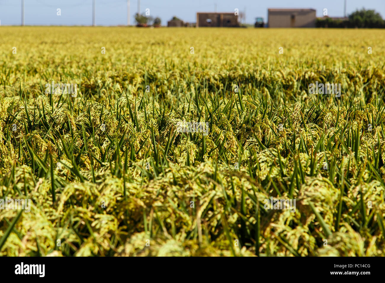 Greend Rice Field green rice field Stock Photo - Alamy