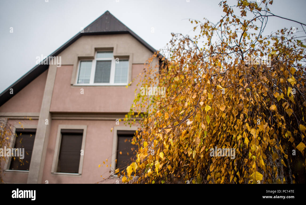 Yellow birch tree at autumn time, near the 2 storey house Stock Photo