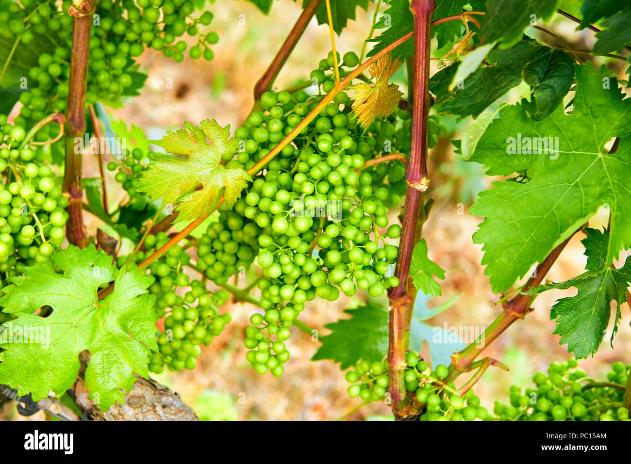Ecological viticulture hires stock photography and images Alamy