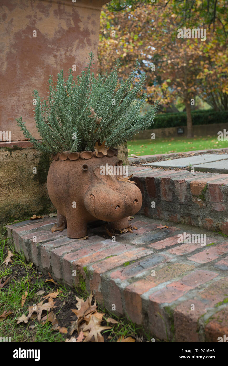 garden plant potted up in a clay pot in the shape of a hippopotamus sitting on a brick step in a garden in Autumn Stock Photo