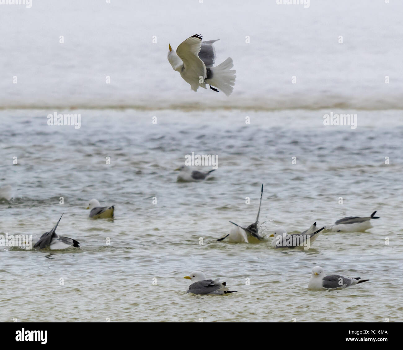 An acrobatic black legged kittiwake flying over members of its flock who are bathing in open water in Svalbard, Norway. Stock Photo