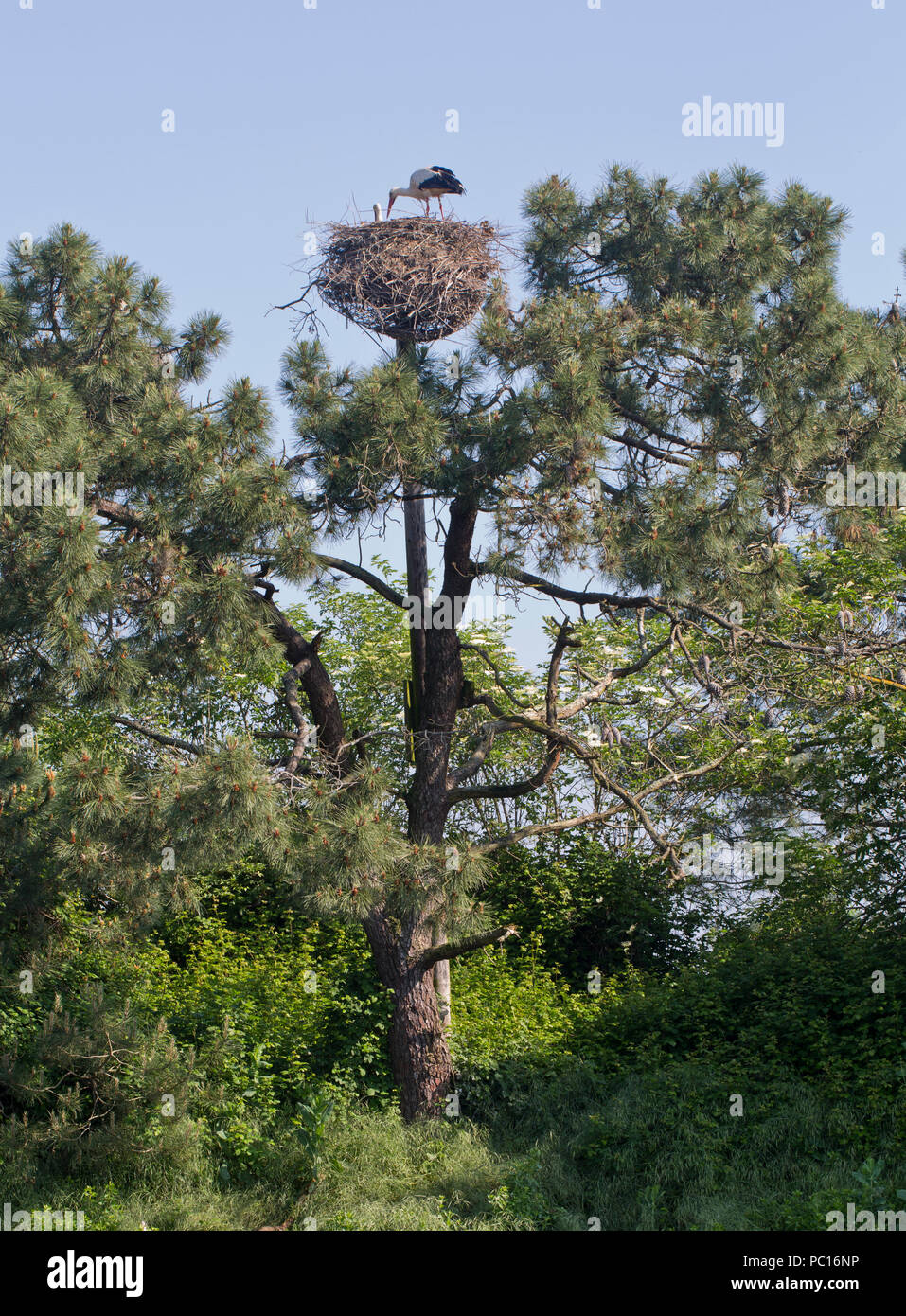 Du teich hires stock photography and images Alamy