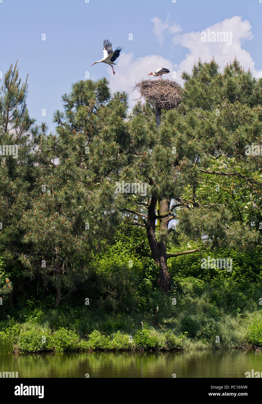 Teich bird reserve hires stock photography and images Alamy