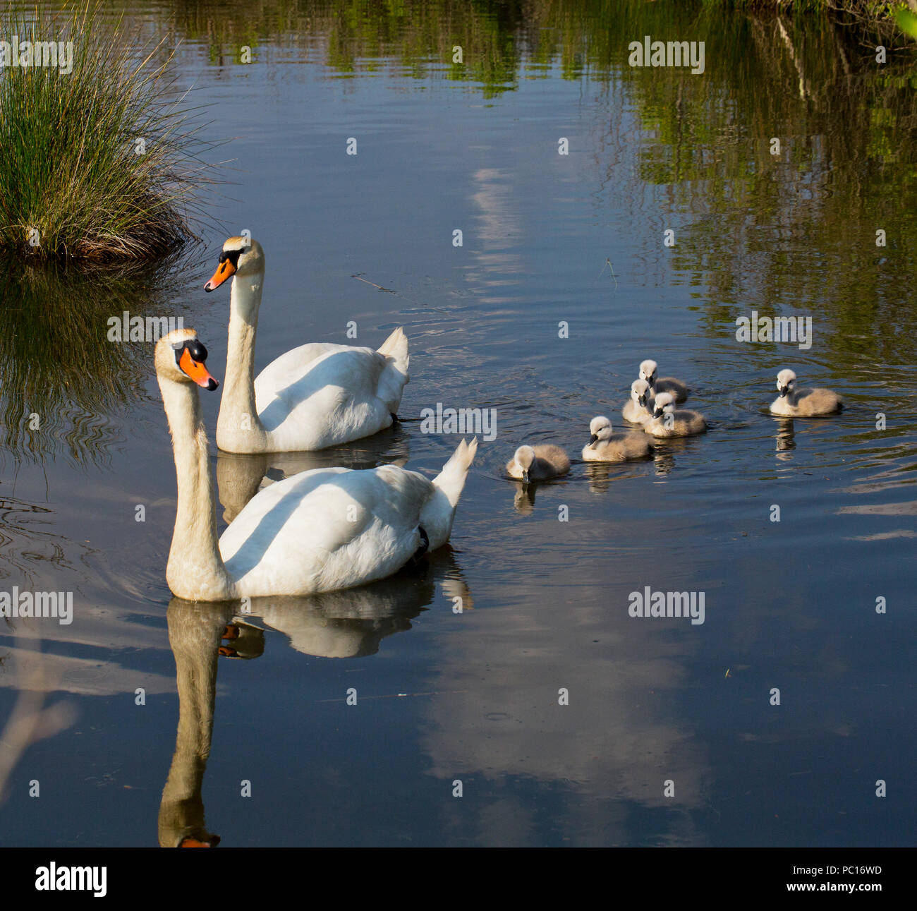 La reserve ornithologique du teich hires stock photography and images