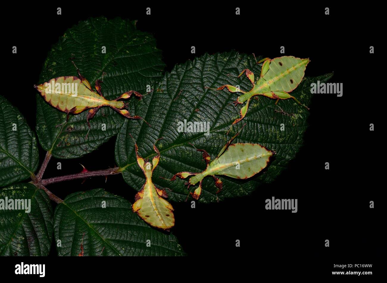 Phyllium tobolense, walkig leaf, Wandelndes Blatt Stock Photo
