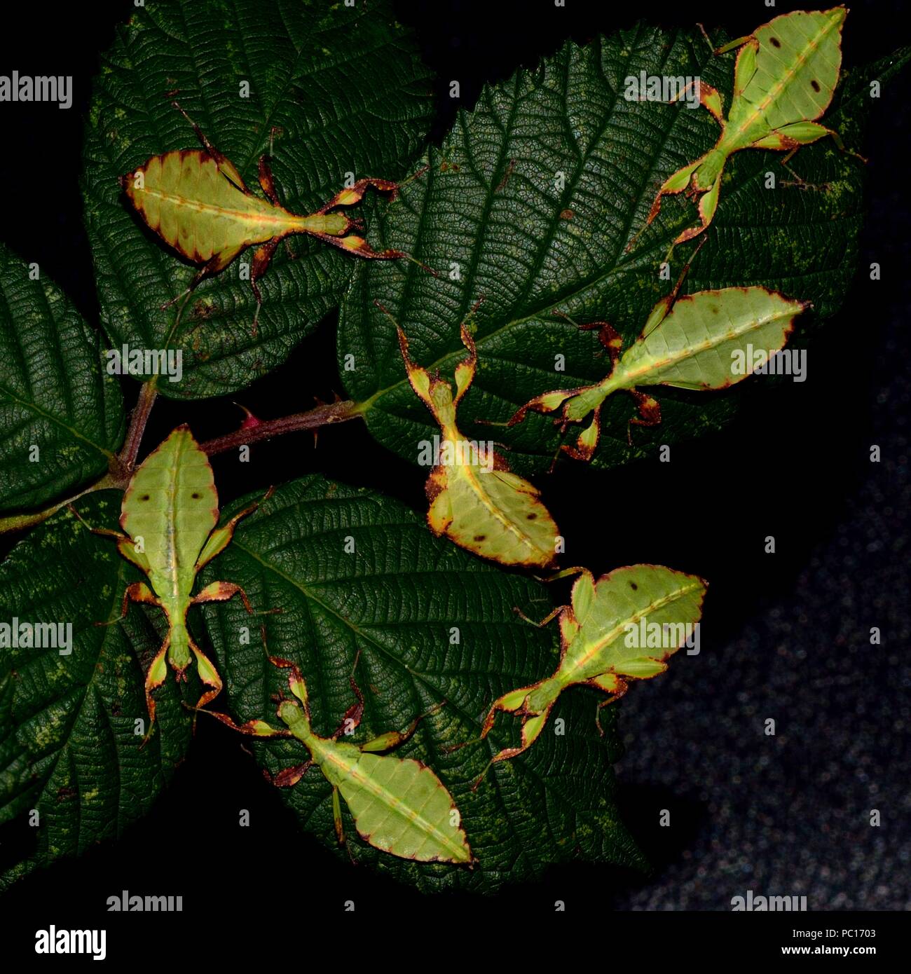 Phyllium tobolense, walkig leaf, Wandelndes Blatt Stock Photo