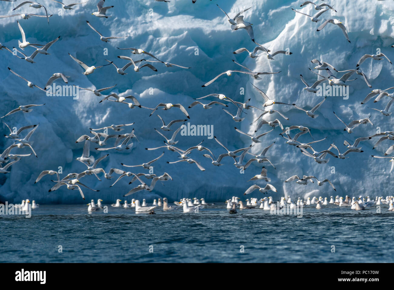 Large flock of Black-legged Kittiwakes (Rissa tridactyla) in flight in front of a glacier in Hornsund, Svalbard. Stock Photo