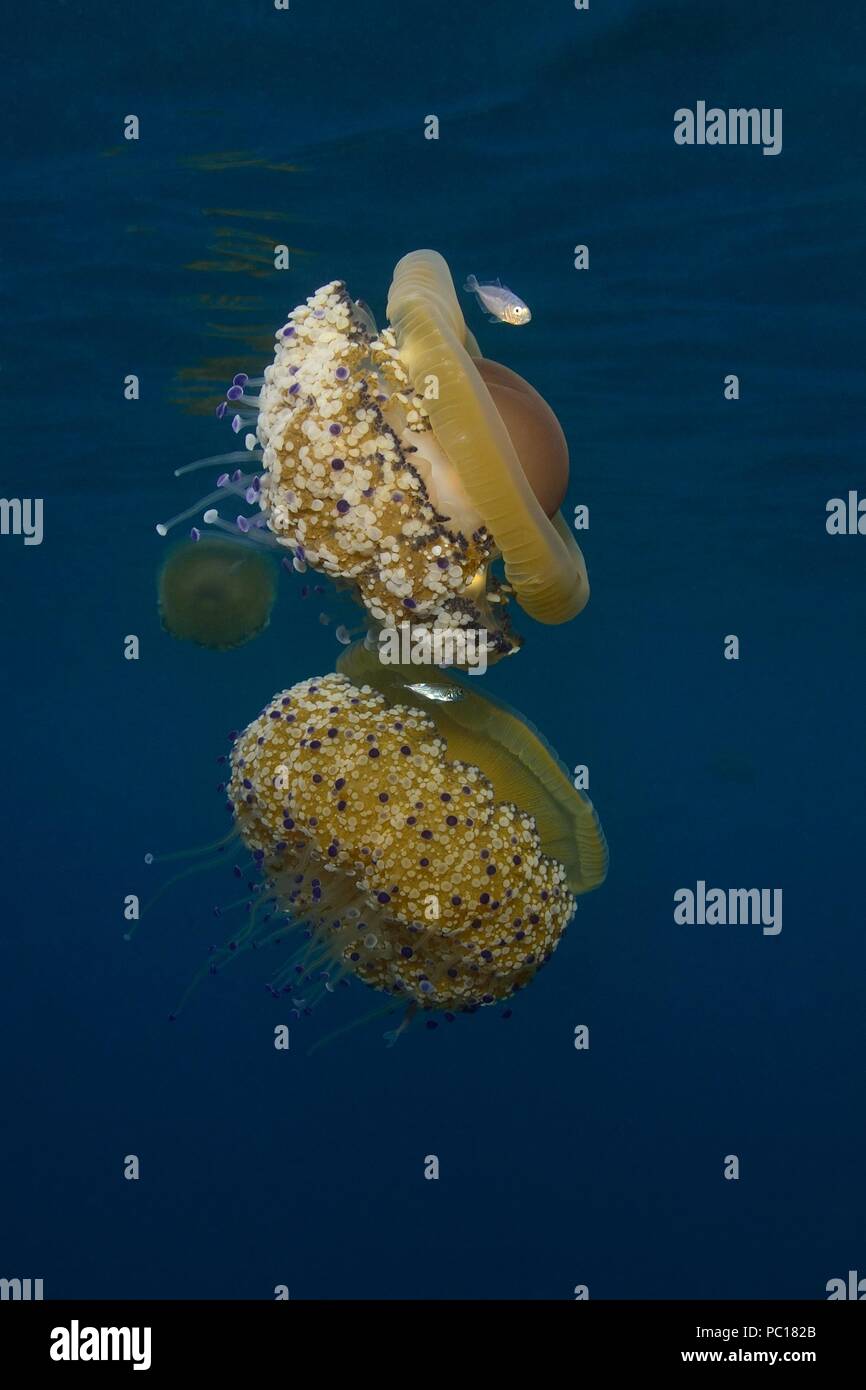 fried egg jellyfish, Spiegelei-Qualle, Cotylorhiza tuberculata, Symbiose mit juvenilen Trachurus sp., Tamariu, Costa Brava, mediterranean, Mittelmeer Stock Photo