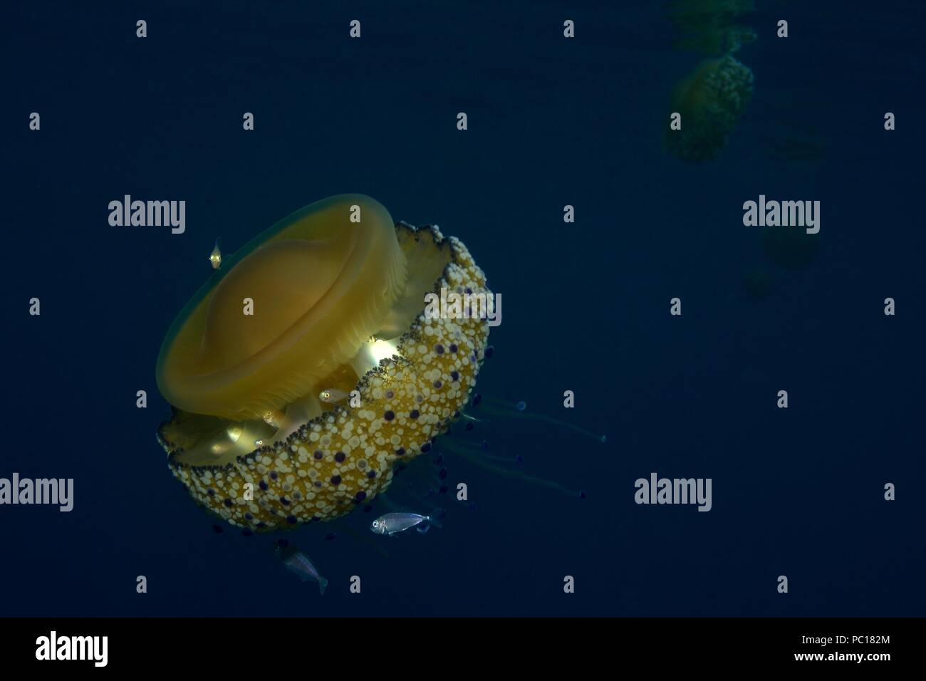 fried egg jellyfish, Spiegelei-Qualle, Cotylorhiza tuberculata, Symbiose mit juvenilen Trachurus sp., Tamariu, Costa Brava, mediterranean, Mittelmeer Stock Photo